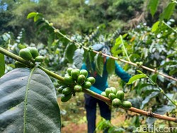 Upaya Membawa Kopi Nusantara Mentas di Negara Lain