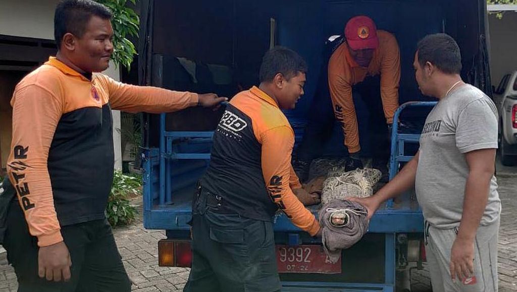 Melihat Petugas BPBD Surabaya Evakuasi Buaya yang Lepas ke Permukiman Melihat Petugas BPBD Surabaya Evakuasi Buaya yang Lepas ke Permukiman