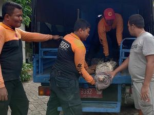 Melihat Petugas BPBD Surabaya Evakuasi Buaya yang Lepas ke Permukiman