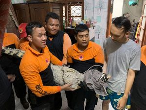Saat Buaya 2 Meter Peliharaan Warga Surabaya Lepas ke Jalan