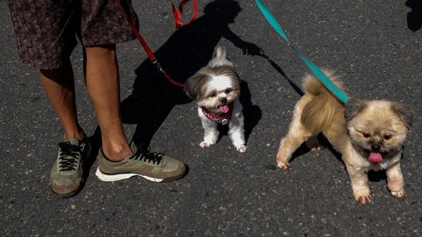 Pemkot Solo Bakal Terbitkan Surat Edaran Konsumsi Daging
