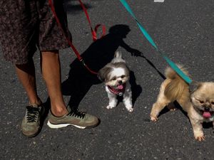 Pemkot Solo Bakal Terbitkan Surat Edaran Konsumsi Daging