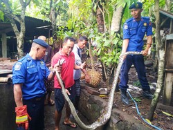 Ular Piton 3,5 Meter Ditangkap Setelah Mangsa 9 Ayam di Karangasem
