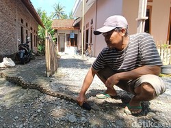 Ular Piton Ditangkap Warga di Kokap Kulon Progo Usai Mangsa Ayam Jago