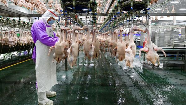 Intip Canggihnya Pabrik Pengolahan Daging Bebek di China
