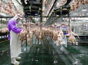 Intip Canggihnya Pabrik Pengolahan Daging Bebek di China