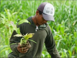 Aksi Tanam Pohon Lindungi Bumi dan Sesama