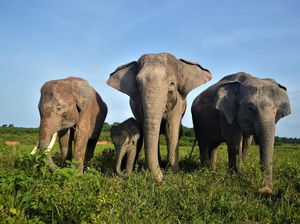 Populasi Gajah Sumatera Terancam di Ujung Tanduk Populasi Gajah Sumatera Terancam di Ujung Tanduk