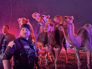 Truk Pengangkut Sirkus Terbakar, Aksi Heroik Selamatkan Hewan Dilakukan