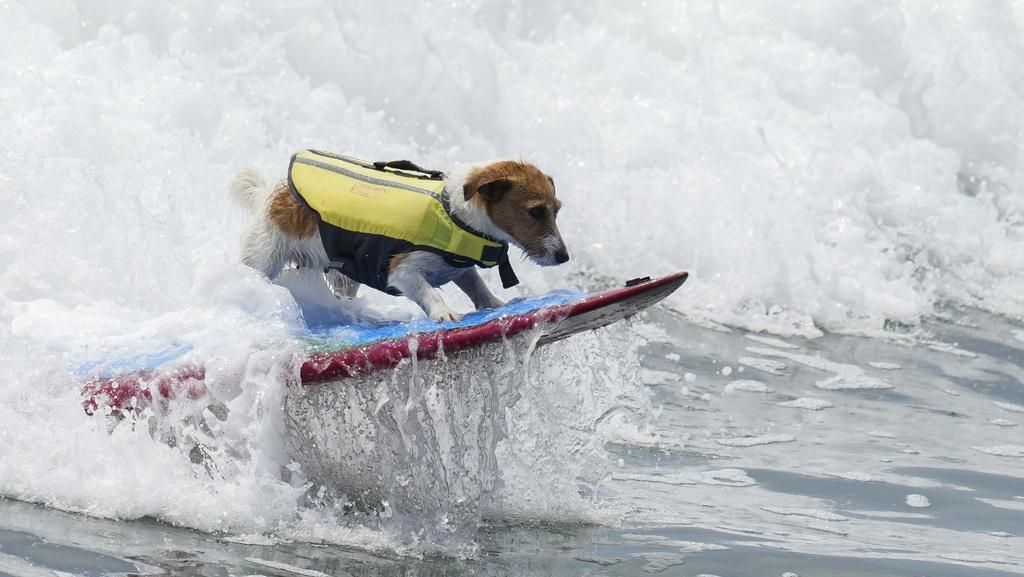 Menyapa Efruz, Seekor Anjing yang Suka Berselancar Menyapa Efruz, Seekor Anjing yang Suka Berselancar