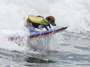 Menyapa Efruz, Seekor Anjing yang Suka Berselancar