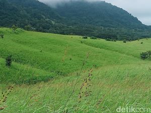 Betah Berlama-lama di Padang Savana Kurubaung yang Menawan Betah Berlama-lama di Padang Savana Kurubaung yang Menawan