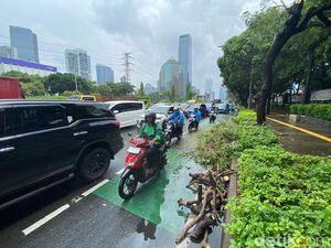 Pohon Tumbang Depan Polda Metro, Arus Lalin Jalan Gatsu Tersendat