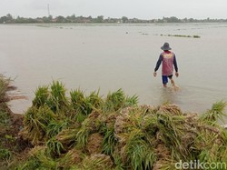 Petani Indramayu Mengeluh, Biaya Tanam Membengkak gegara Banjir