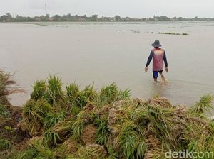 Petani Indramayu Mengeluh, Biaya Tanam Membengkak gegara Banjir Petani Indramayu Mengeluh, Biaya Tanam Membengkak gegara Banjir