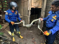 Mak Tratap! Ular 2,5 Meter Mangsa 2 Ayam di Sedayu Bantul