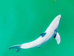 Penampakan Bayi Hiu Putih Besar yang Langka