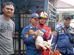 Sudah Dievakuasi Damkar, Kucing Oyen yang Berulah di Pakansari Kabur Lagi