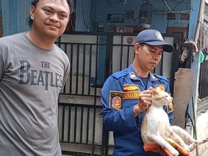 Kerap Gigit-Cakar Warga di Pakansari Bogor, Kucing Oyen Kabur Usai Dievakuasi Kerap Gigit-Cakar Warga di Pakansari Bogor, Kucing Oyen Kabur Usai Dievakuasi