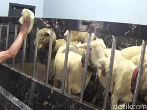 Mewahnya Kandang Domba Rp 500 Juta Milik Peternak Banjarnegara Mewahnya Kandang Domba Rp 500 Juta Milik Peternak Banjarnegara