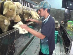 Peternak Banjarnegara Bikin Kandang Domba Mewah, Dindingnya Pakai Granit!