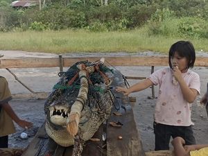 Warga di Pangkalpinang Tangkap Buaya 2,5 Meter karena Bikin Resah