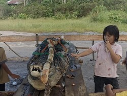 Warga di Pangkalpinang Tangkap Buaya 2,5 Meter karena Bikin Resah