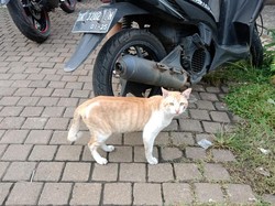 Kucing Oyen Berulah di Pakansari, Dievakuasi Damkar tapi Kabur Lagi