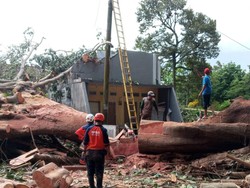 Pohon Karet Bolu Besar Tumbang Timpa 2 Rumah di Blitar