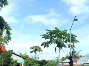 Rupa Destinasi Wisata Terasering Ngargogondo Borobudur Sekarang