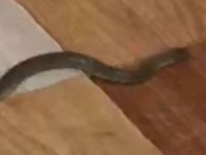 Waspada Ular Berkeliaran saat Banjir di Palembang, Catat Nomor Penting Ini!