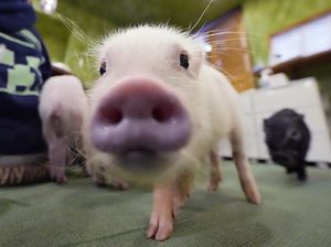 Kenapa Babi Haram dalam Islam? Ini Alasan dan Asal-usulnya Kenapa Babi Haram dalam Islam? Ini Alasan dan Asal-usulnya