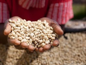 UU Anti Deforestasi Uni Eropa Resahkan Petani Kecil Afrika