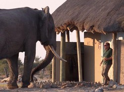 Baru Keluar Toilet Umum, Wisatawan Ini Ketakutan gegara Diadang Gajah