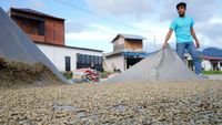 Melihat Penjemuran Kopi Gayo di Tengah Turunnya Harga