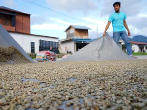 Melihat Penjemuran Kopi Gayo di Tengah Turunnya Harga Melihat Penjemuran Kopi Gayo di Tengah Turunnya Harga