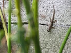 Hadits tentang Anjuran Membunuh Cicak, Apa Hukumnya?