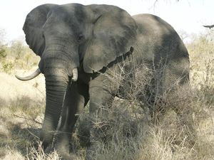 Tragis! 2 Turis Ini Tewas Diserang Gajah di Taman Nasional Tragis! 2 Turis Ini Tewas Diserang Gajah di Taman Nasional