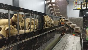 Nggak Nyangka Luarnya Rumah Manusia, Ternyata Dalemnya Kandang Domba Mewah