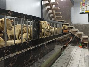 Nggak Nyangka Luarnya Rumah Manusia, Ternyata Dalemnya Kandang Domba Mewah Nggak Nyangka Luarnya Rumah Manusia, Ternyata Dalemnya Kandang Domba Mewah