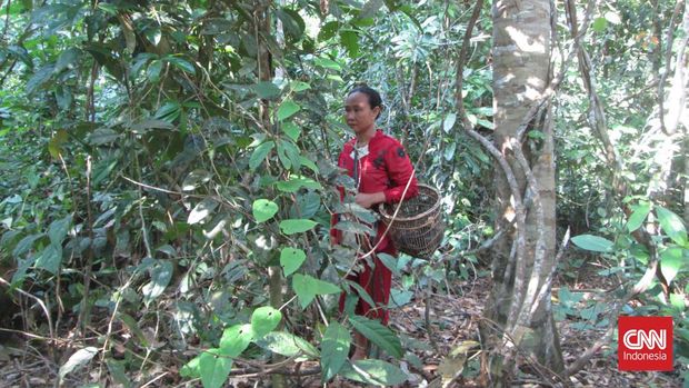 Teguh Santika alias Bi Teguh dalam perjalanan berburu dan mengumpulkan hasil hutan di Hutan Harapan, Batanghari, Jambi. (CNN Indonesia/ Sobar)