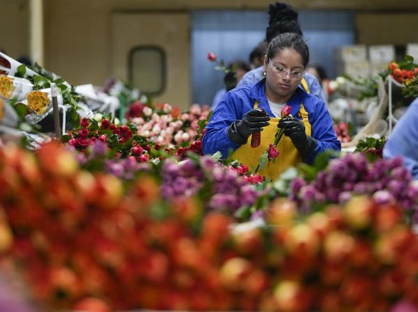 Pasok Hari Valentine, Bisnis Mawar Kolombia Tembus Pasar Dunia