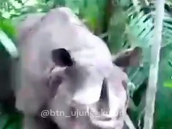 Kabar 26 Badak Jawa Mati Baru Diketahui dari Pengakuan Pemburu