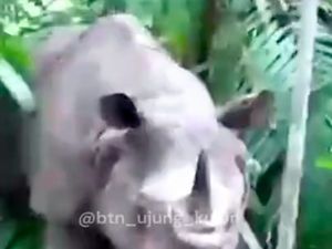 Kabar 26 Badak Jawa Mati Baru Diketahui dari Pengakuan Pemburu Kabar 26 Badak Jawa Mati Baru Diketahui dari Pengakuan Pemburu