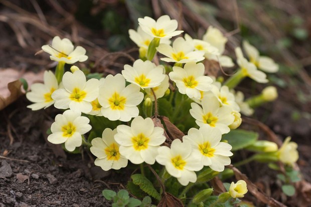 Primrose/Foto: dok. The Spruce Primrose