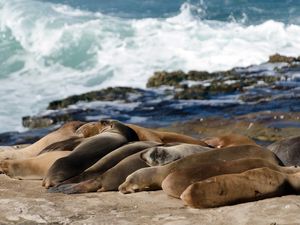 Menutup Pantai demi Singa Laut
