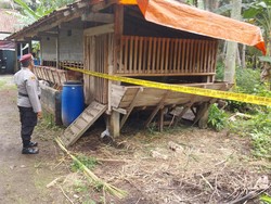 Duh! Sapi dan 5 Kambing di Kulon Progo Raib dalam Sehari