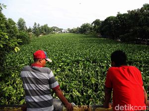 Waduh! Eceng Gondok Jajah Sungai di Muara Bakti Bekasi Waduh! Eceng Gondok Jajah Sungai di Muara Bakti Bekasi
