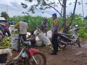 Bripka Imam Kembangkan Bio Urine Sapi Dongkrak Hasil Tani di Tanah Laut Bripka Imam Kembangkan Bio Urine Sapi Dongkrak Hasil Tani di Tanah Laut