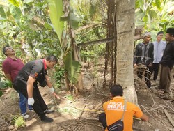 Jatuh dari Pohon Kelapa Setinggi 15 Meter, Lansia di Jembrana Tewas